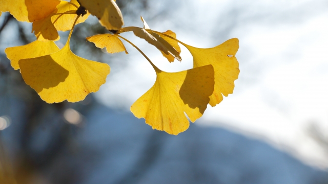和光市の木　イチョウ