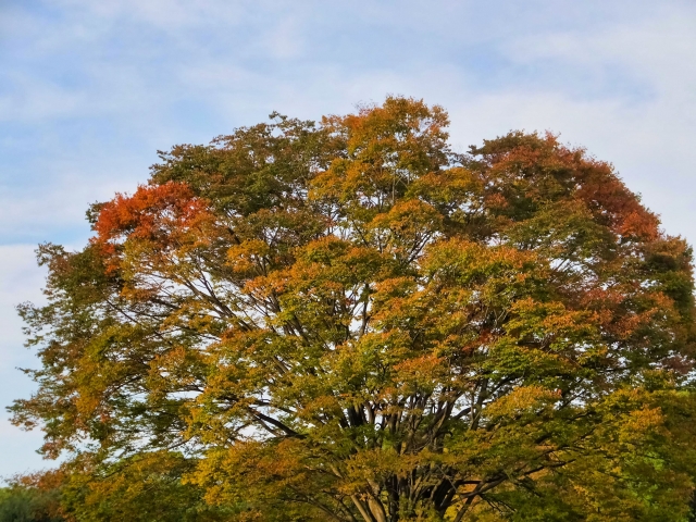 朝霞市の木　ケヤキの写真