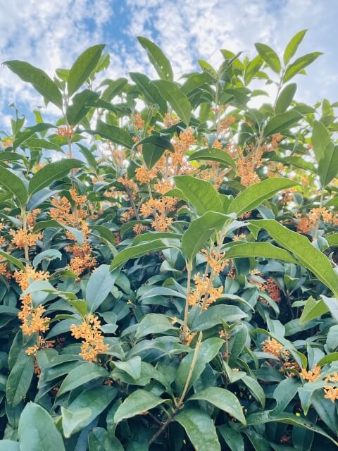 志木市の木・木製の写真